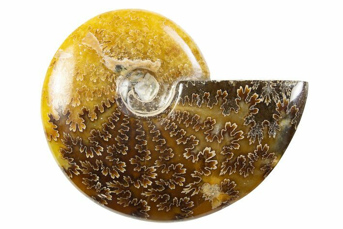 Polished Cretaceous Ammonite (Cleoniceras) Fossil - Madagascar #305919
